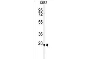 Western blot analysis of HMGB2 antibody (Center) in K562 cell line lysates (35 µg/lane). (HMGB2 anticorps  (Middle Region))