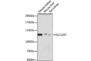 Western blot analysis of extracts of various cell lines, using SLC12A7 antibody (ABIN6292577) at 1:1000 dilution.