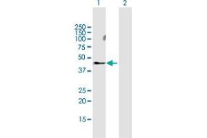 Western Blot analysis of MMP28 expression in transfected 293T cell line by MMP28 MaxPab polyclonal antibody.
