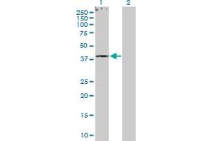 Western Blot analysis of RXRG expression in transfected 293T cell line by RXRG MaxPab polyclonal antibody.