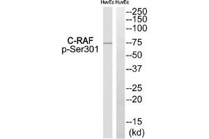 Western blot analysis of extracts from HuvEc, using C-RAF (Phospho-Ser301) antibody. (RAF1 anticorps  (pSer301))