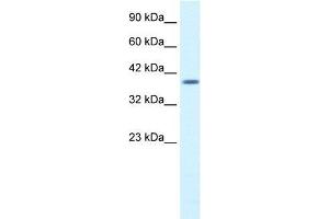 Human HepG2; WB Suggested Anti-PSMD14 Antibody Titration: 1. (PSMD14 anticorps  (N-Term))