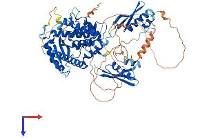 AlphaFold protein structure predicition of Human Recombinant STRBP Protein, UniprotID Q96SI9