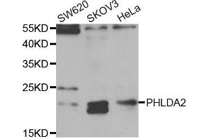 Western blot analysis of extracts of various cell lines, using PHLDA2 antibody (ABIN5973675) at 1/1000 dilution. (PHLDA2 anticorps)