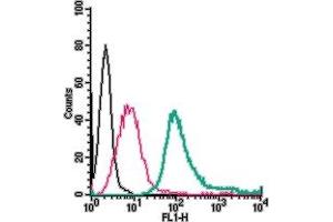 anti-Tachykinin Receptor 1 (TACR1) (AA 180-194), (Extracellular) antibody (FITC)