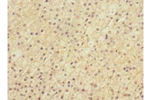 Immunohistochemistry of paraffin-embedded human adrenal gland tissue using ABIN7158575 at dilution of 1:100