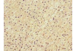 Immunohistochemistry of paraffin-embedded human adrenal gland tissue using ABIN7158575 at dilution of 1:100 (LRP4 anticorps  (AA 1500-1725))