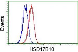 Image no. 7 for anti-Hydroxysteroid (17-Beta) Dehydrogenase 10 (HSD17B10) antibody (ABIN1498724)