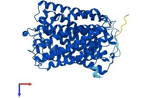 AlphaFold protein structure predicition of Mouse Recombinant Mtco1 Protein, UniprotID P00397