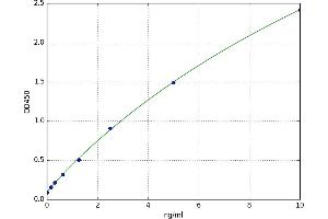 RAR-Related Orphan Receptor C (RORC) ELISA Kit