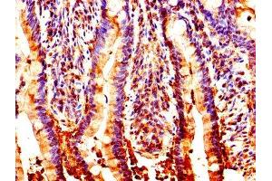 IHC image of ABIN7161954 diluted at 1:200 and staining in paraffin-embedded human small intestine tissue performed on a Leica BondTM system.