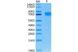 Biotinylated Human EGFRVIII on Tris-Bis PAGE under reduced condition.