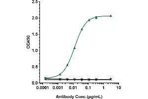 Immobilized human CD20 His at 2 μg/mL can bind Anti-CD20 Reference Antibody (rituximab), EC50=0. (Recombinant MS4A1 (Rituximab Biosimilar) anticorps)