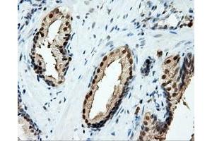Immunohistochemical staining of paraffin-embedded liver tissue using anti-TPMT mouse monoclonal antibody. (TPMT anticorps)