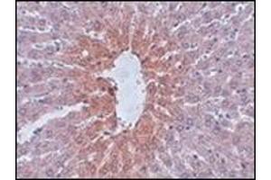 Immunohistochemistry of JMJD1C in rat liver tissue with this product at 2. (JMJD1C anticorps  (N-Term))