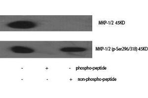 Western Blot (WB) analysis of specific cells using Phospho-MKP-1/2 (S296/318) Polyclonal Antibody. (MKP-1/2 anticorps  (pSer296, pSer318))