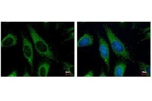 ICC/IF Image HADHA antibody detects HADHA protein at Mitochondria by immunofluorescent analysis. (HADHA anticorps  (C-Term))