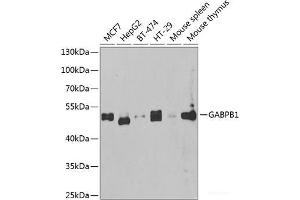 Western blot analysis of extracts of various cell lines using GABPB1 Polyclonal Antibody at dilution of 1:1000. (GABPB1 anticorps)