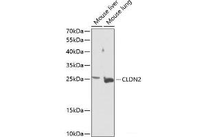 Western blot analysis of extracts of various cell lines using CLDN2 Polyclonal Antibody at dilution of 1:1000. (Claudin 2 anticorps)