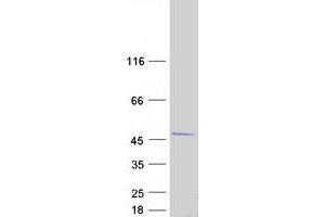 Validation with Western Blot