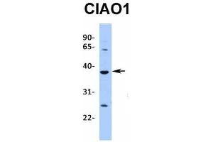 Host:  Rabbit  Target Name:  CIAO1  Sample Type:  721_B  Antibody Dilution:  1. (CIAO1 anticorps  (Middle Region))