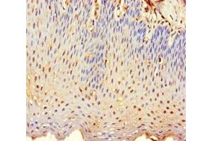 Immunohistochemistry of paraffin-embedded human tonsil tissue using ABIN7173207 at dilution of 1:100 (CNPY2/MSAP anticorps  (AA 1-129))