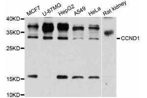 Western blot analysis of extracts of various cell lines, using CCND1 antibody (ABIN5995669) at 1/1000 dilution. (Cyclin D1 anticorps)