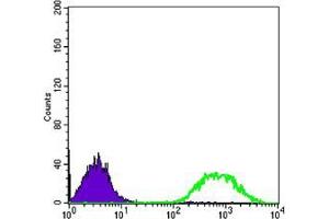 Flow cytometric analysis of Jurkat cells using anti-ETS1 mAb (green) and negative control (purple).