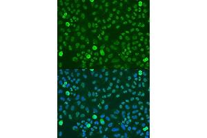 Immunofluorescence analysis of U2OS cells using SAFB antibody (ABIN7270155) at dilution of 1:100.