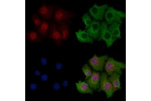 ABIN6263614 and ABIN6269307 staining HepG2 cells by IF/ICC.