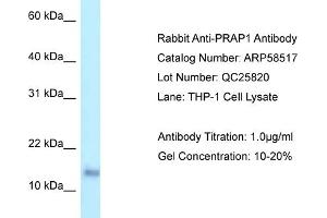 Western Blotting (WB) image for anti-Proline-Rich Acidic Protein 1 (PRAP1) (C-Term) antibody (ABIN2774227) (PRAP1 anticorps  (C-Term))
