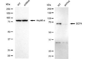 Western blotting analysis using DEF6 antibody (ABIN7798332). (DEF6 anticorps)