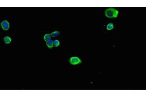Immunofluorescent analysis of HepG2 cells using ABIN7142348 at dilution of 1:100 and Alexa Fluor 488-congugated AffiniPure Goat Anti-Rabbit IgG(H+L) (MRPL11 anticorps  (AA 1-191))
