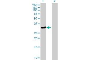 Western Blot analysis of ATP1B3 expression in transfected 293T cell line by ATP1B3 MaxPab polyclonal antibody. (ATP1B3 anticorps  (AA 1-279))