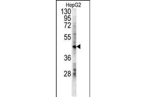 Western blot analysis in HepG2 cell line lysates (15ug/lane). (LDHD anticorps  (N-Term))