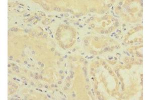 Immunohistochemistry of paraffin-embedded human kidney tissue using ABIN7151868 at dilution of 1:100