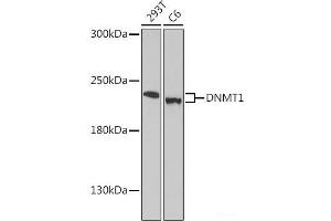 Western blot analysis of extracts of various cell lines using DNMT1 Polyclonal Antibody at dilution of 1:1000. (DNMT1 anticorps)