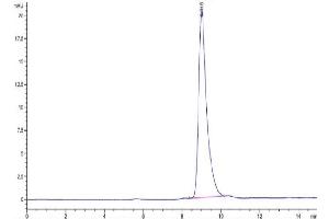 The purity of Mouse Notch 4 is greater than 95 % as determined by SEC-HPLC.