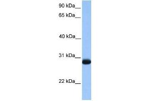 ZMAT3 antibody used at 0. (ZMAT3 anticorps  (N-Term))