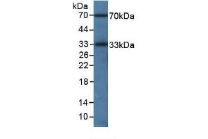 Mouse Detection antibody from the kit in WB with Positive Control: Sample Raw264.