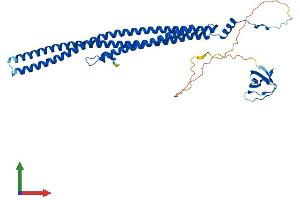 AlphaFold protein structure predicition of Mouse Recombinant Pstpip1 Protein, UniprotID P97814