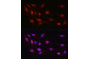 Immunofluorescence analysis of NIH/3T3 cells using SP1 Rabbit pAb (ABIN7270506) at dilution of 1:50 (40x lens).