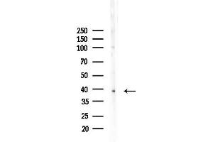 anti-Transcription Factor AP-4 (Activating Enhancer Binding Protein 4) (TFAP4) (C-Term) antibody