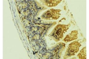 ABIN6278495 at 1/100 staining Mouse colon tissue by IHC-P. (Netrin 1 anticorps  (C-Term))