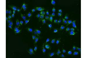 IF analysis of MEK2/MAP2K2 using anti-MEK2/MAP2K2 antibody (ABIN7599357).