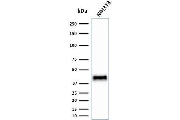 BMI1 anticorps  (AA 142-326)