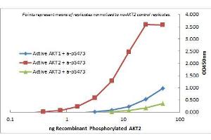 ELISA of Rat Monoclonal anti-AKT2 antibody. (AKT2 anticorps  (Internal Region) (Biotin))