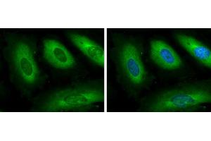 ICC/IF Image GSPT1 antibody detects GSPT protein at cytoplasm by immunofluorescent analysis. (GSPT1 anticorps)