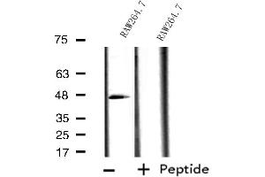 Western blot analysis of extracts from RAW264. (ACTR3 anticorps  (C-Term))