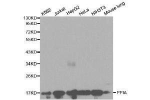 Western blot analysis of extracts of various cell lines, using PPIA antibody. (PPIA anticorps  (AA 1-165))